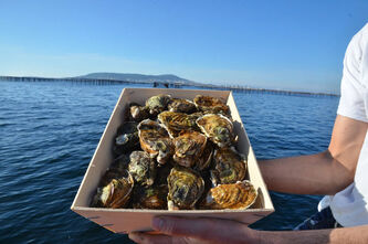 Commande groupée HUÎTRES